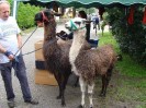 40_hanftal_004
