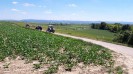 16_stranzendorf_tott_039